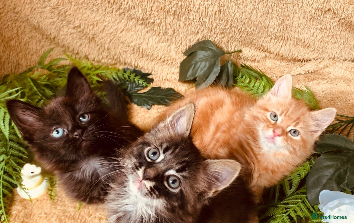 Norwegian Forest Cat cats STUNNING WEDGIE BOYS AVAILABLE  - Advert 2