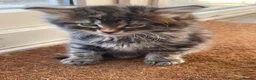 Mixed Breed cats for sale: Main Coon Mixed Kittens - Advert 6