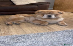 Chow Chow dogs for stud: outstanding chow chow stud in Wednesbury - Image 3