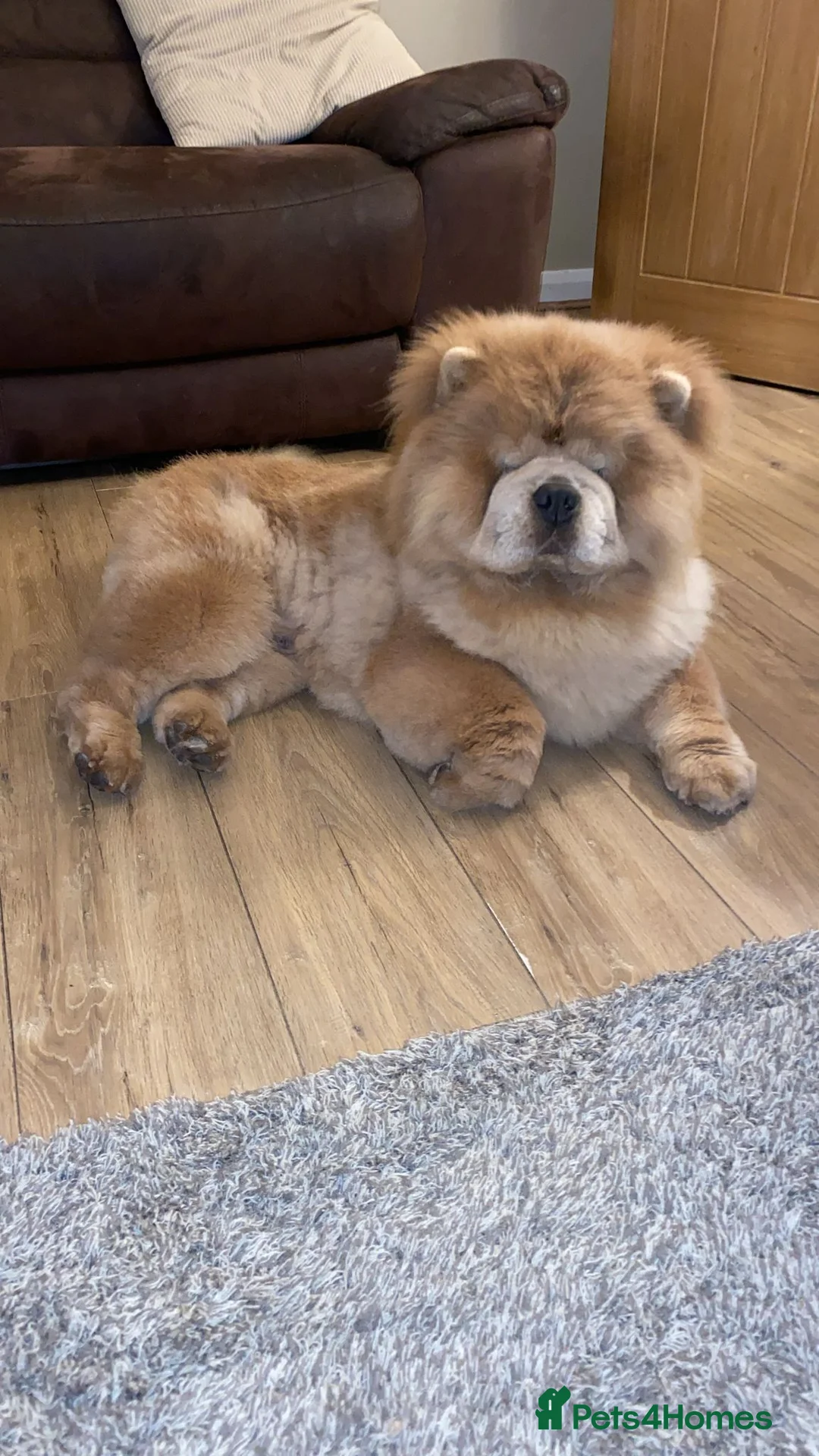 Chow Chow dogs for stud: outstanding chow chow stud in Wednesbury - Advert 3