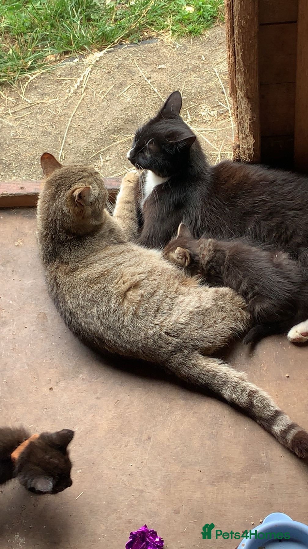 Mixed Breed cats Kittens looking for loving homes - Advert 4