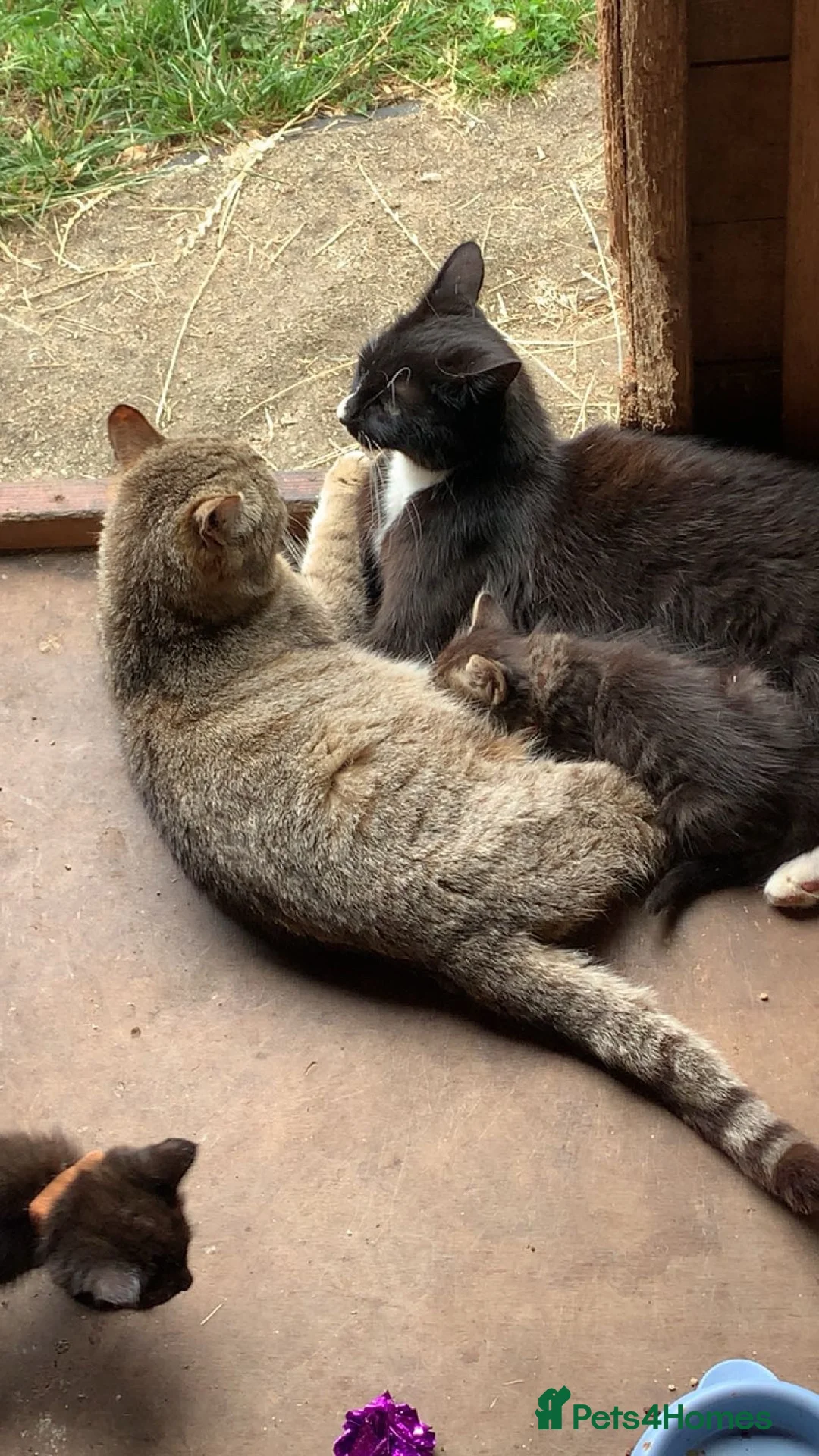 Mixed Breed cats for sale: Kittens looking for loving homes - Advert 1