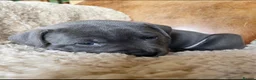 Staffordshire Bull Terrier dogs for sale: 100% Well Manner Staffordshire Bull Terrier Pups  in Seaham - Advert 13