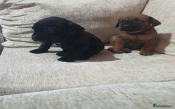 Cane Corso dogs for sale: Cane Corso pups  - Image 6