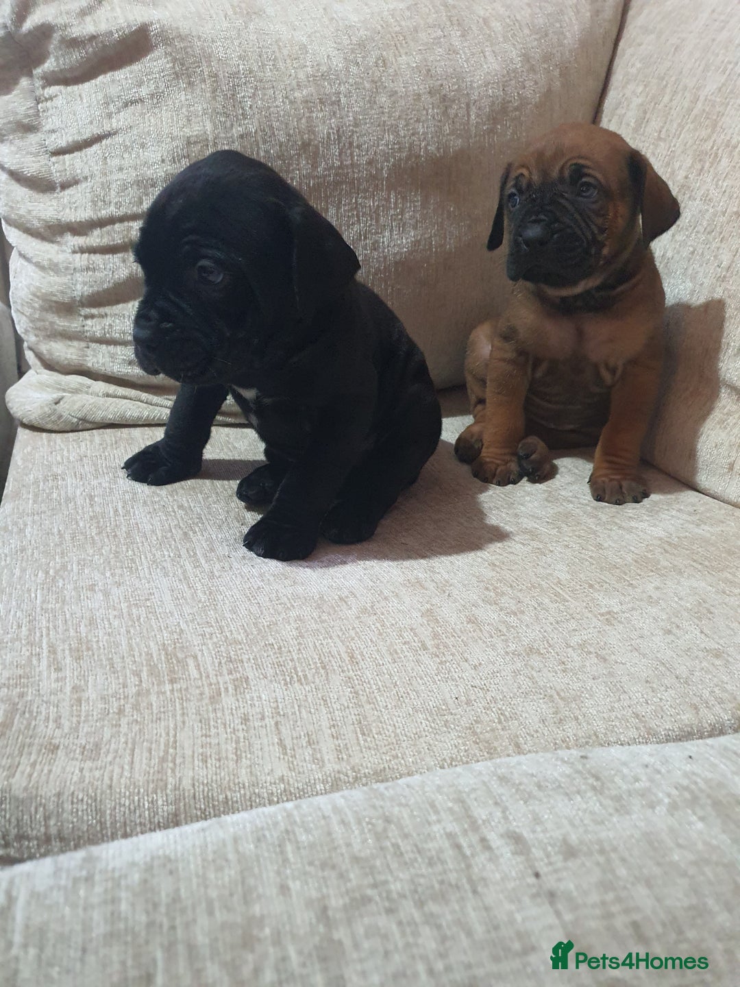 Cane Corso dogs for sale: Cane Corso pups  - Image 6