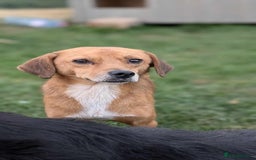 Mixed Breed dogs for adoption: Michael for adoption - Image 4