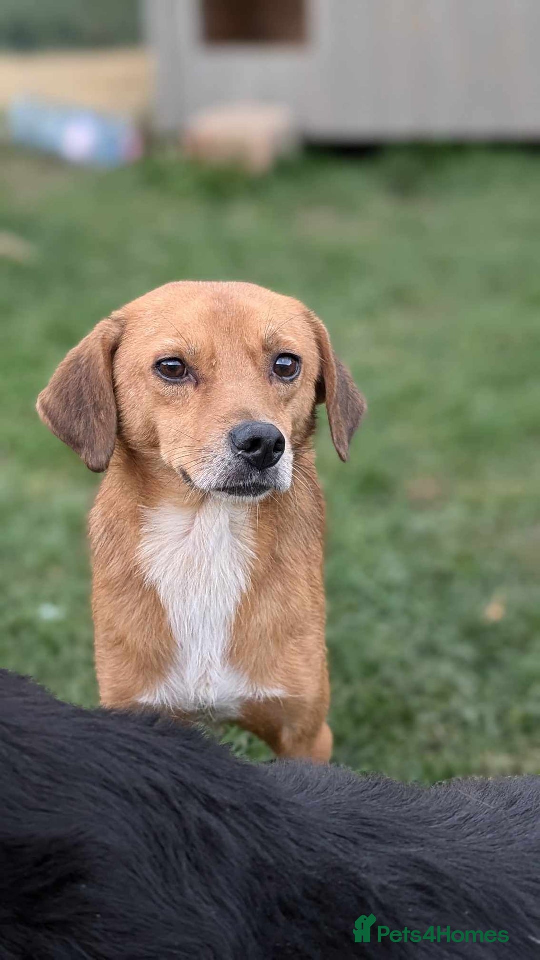 Mixed Breed dogs for adoption: Michael for adoption - Image 4