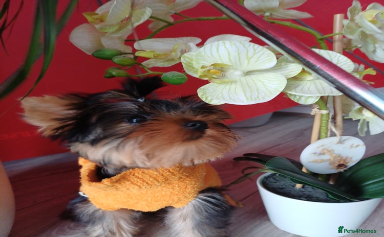 Yorkshire Terrier dogs - Advert 6