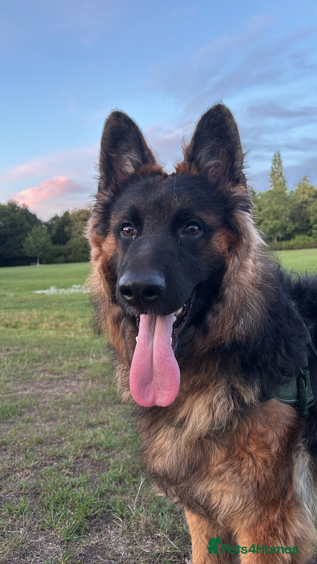 German Shepherd dogs for sale: Rehoming 1 Year Old German Shepherd Male - Image 3