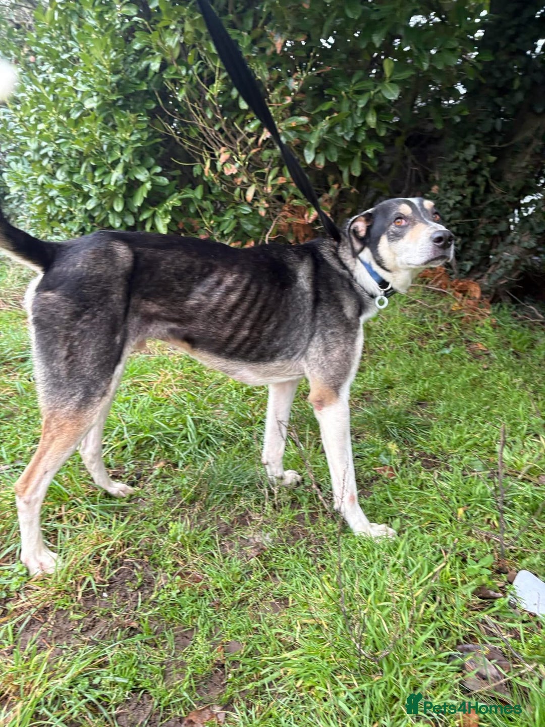 Mixed Breed dogs for adoption: Lucky - Norwich Norfolk  - Advert 10