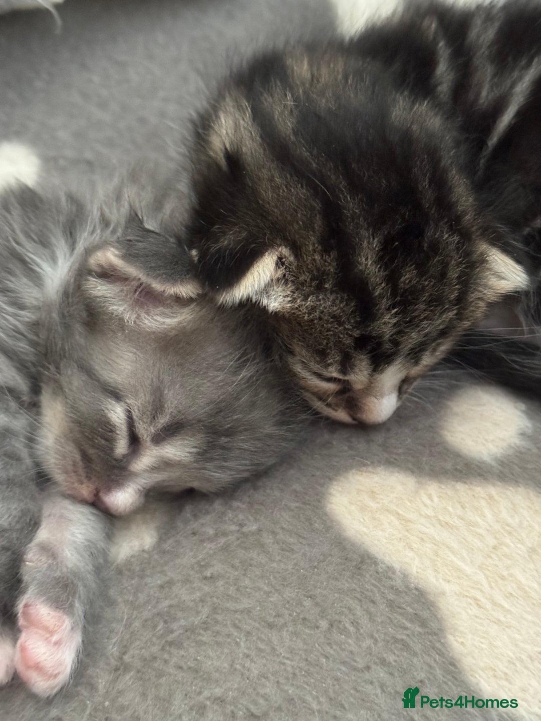 Mixed Breed cats for sale: Kittens for sale  - Image 1