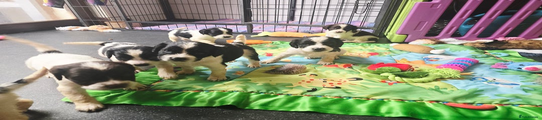 Liver and White Pups due end Aug 25