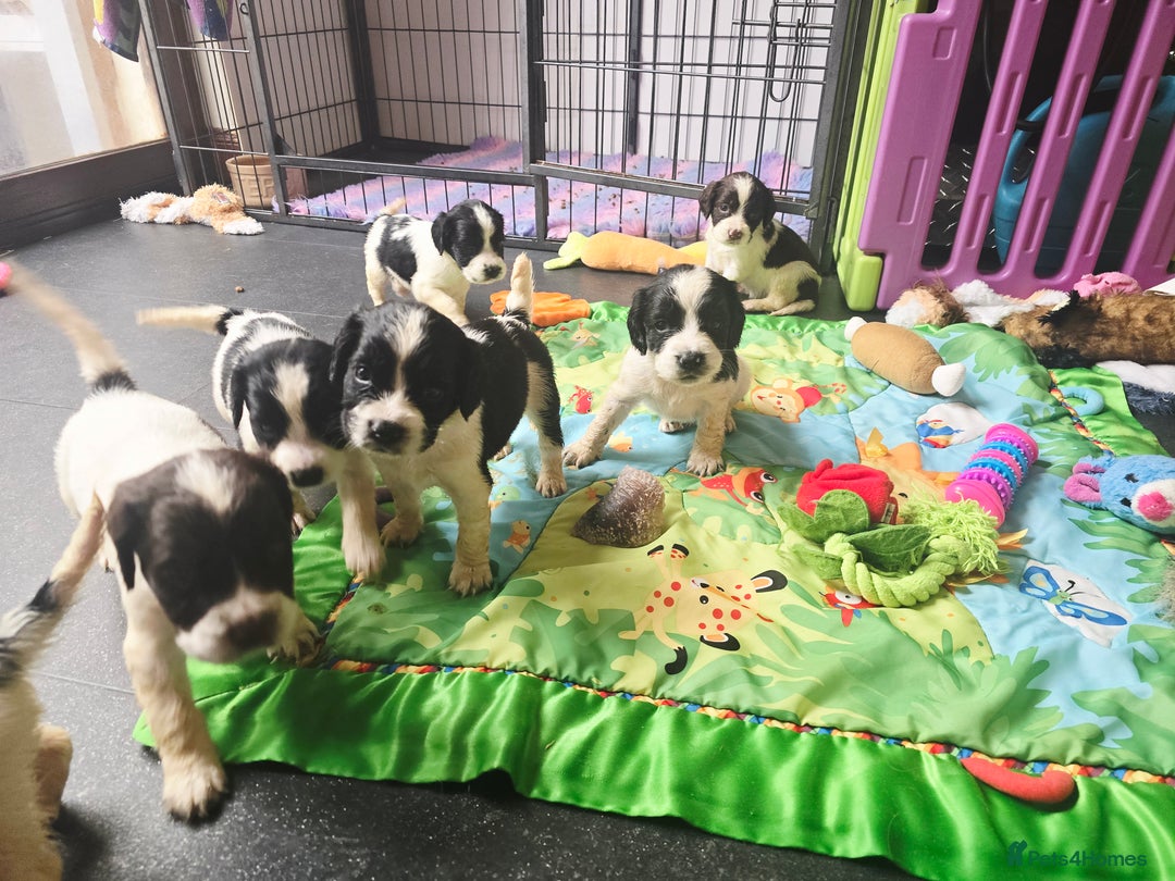 English Springer Spaniel dogs for sale: ⭐️ Ready Stunning KC DNA Vetted, home Ess Pups ⭐️ - Image 10