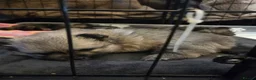 Pomchi dogs for sale: pomchi puppies for sale - Advert 16