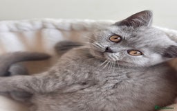 British Shorthair cats for sale: LILAC & BLUE MALE BRITISH SHORTHAIRS - Image 9