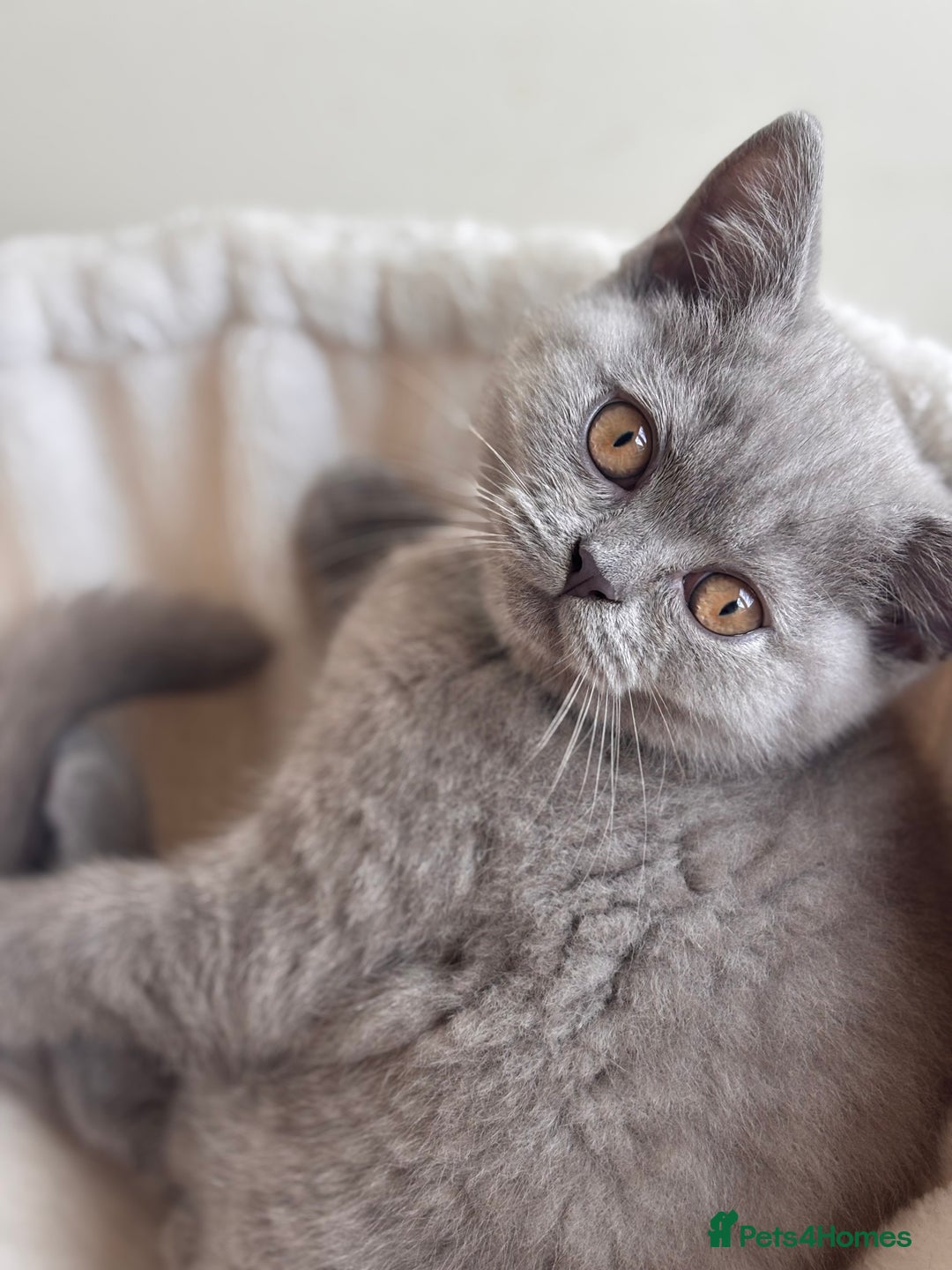 British Shorthair cats for sale: LILAC & BLUE MALE BRITISH SHORTHAIRS - Image 9