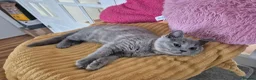British Shorthair cats for sale: Ready! GCCF parents with champions in line,BSH - Advert 9