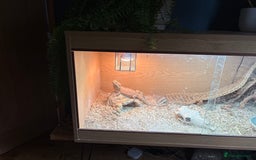 Bearded Dragon reptiles for sale: Female bearded dragon 3 years - Image 2