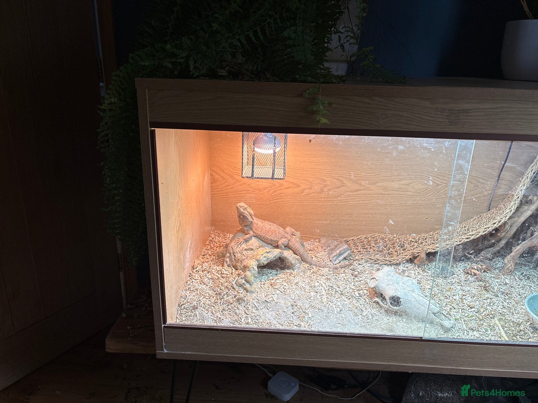 Bearded Dragon reptiles for sale: Female bearded dragon 3 years - Image 2