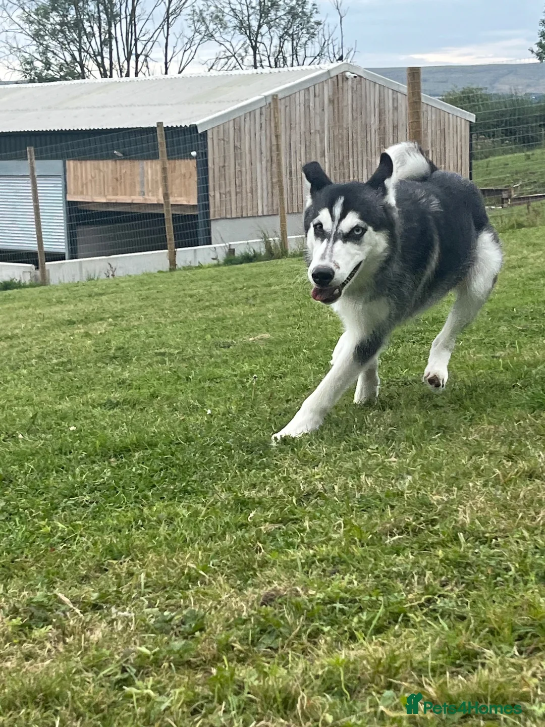 Siberian Husky dogs for sale: Female husky 6 months - Advert 2