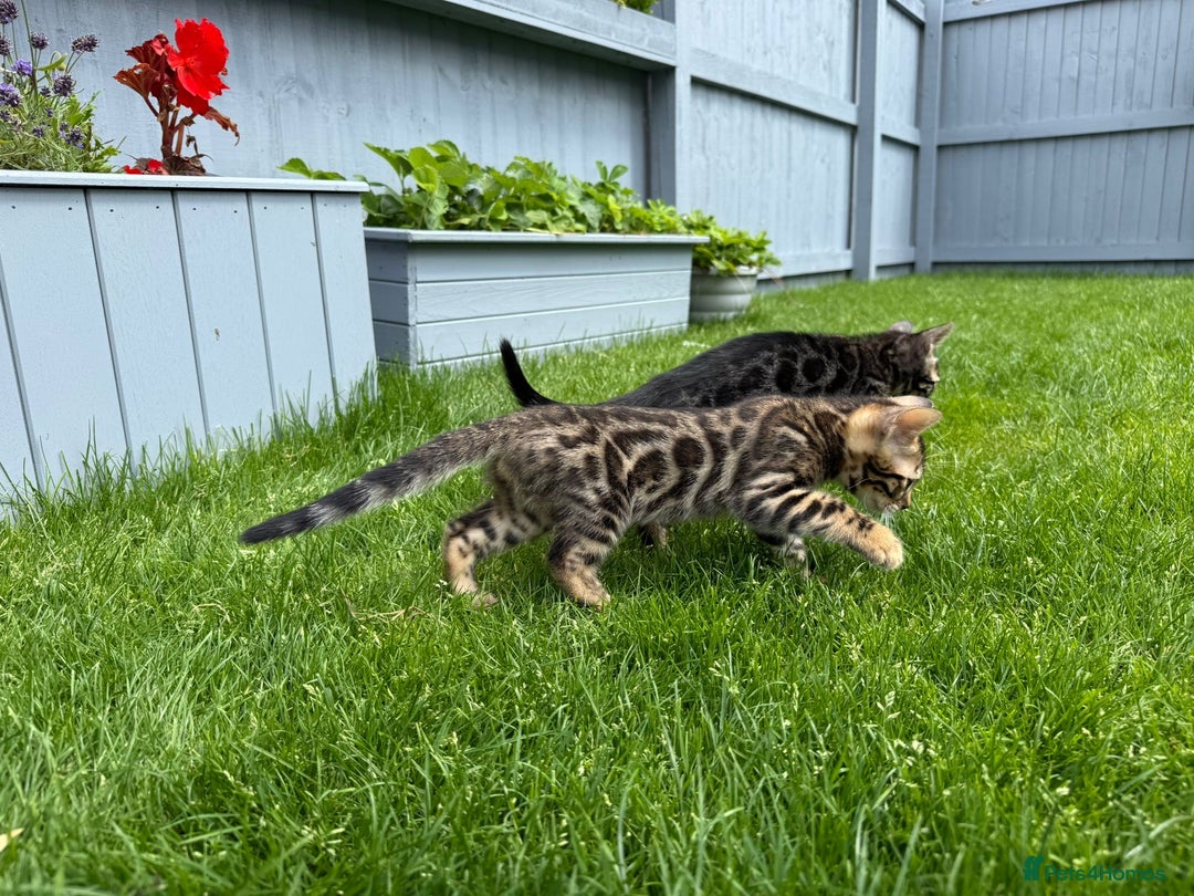 Bengal cats for sale: Bengal Kittens For Sale (Ready To Go - 1 left) - Image 13