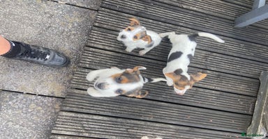 Jack Russell dogs - Advert 3