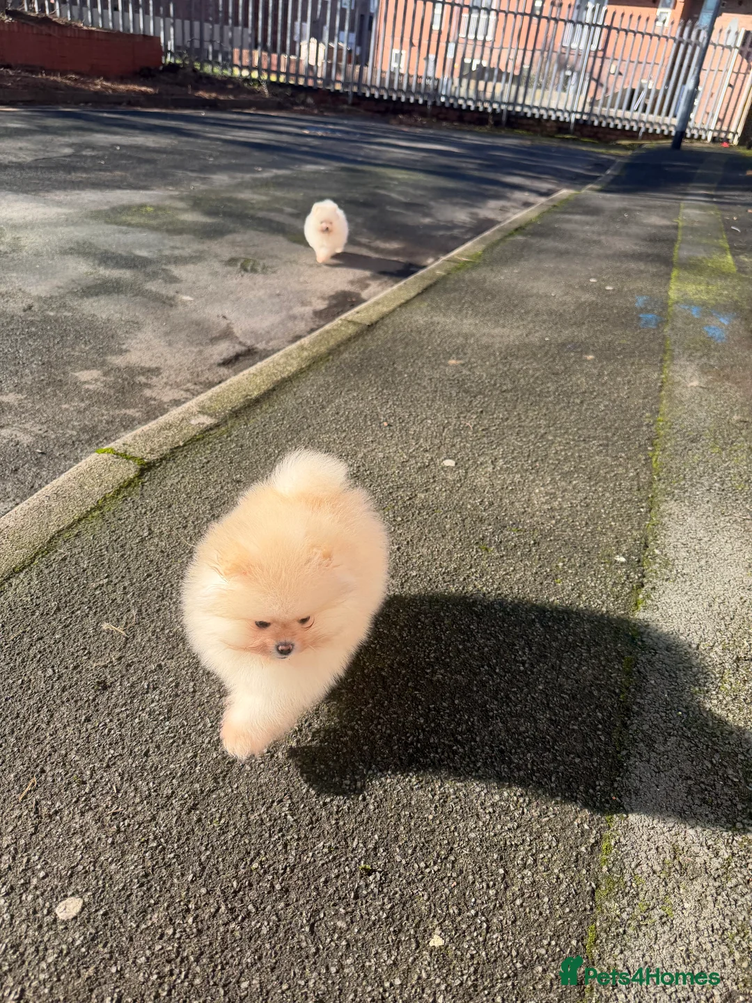 Pomeranian dogs for sale: Beautiful Purebred Pomeranian Puppies - Advert 32