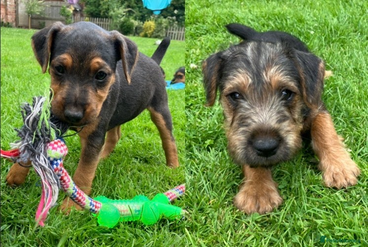 Lakeland Terrier dogs Beautiful Lakeland  - Advert 1