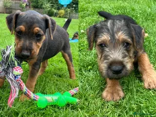 Lakeland Terrier dogs Beautiful Lakeland - Advert 2