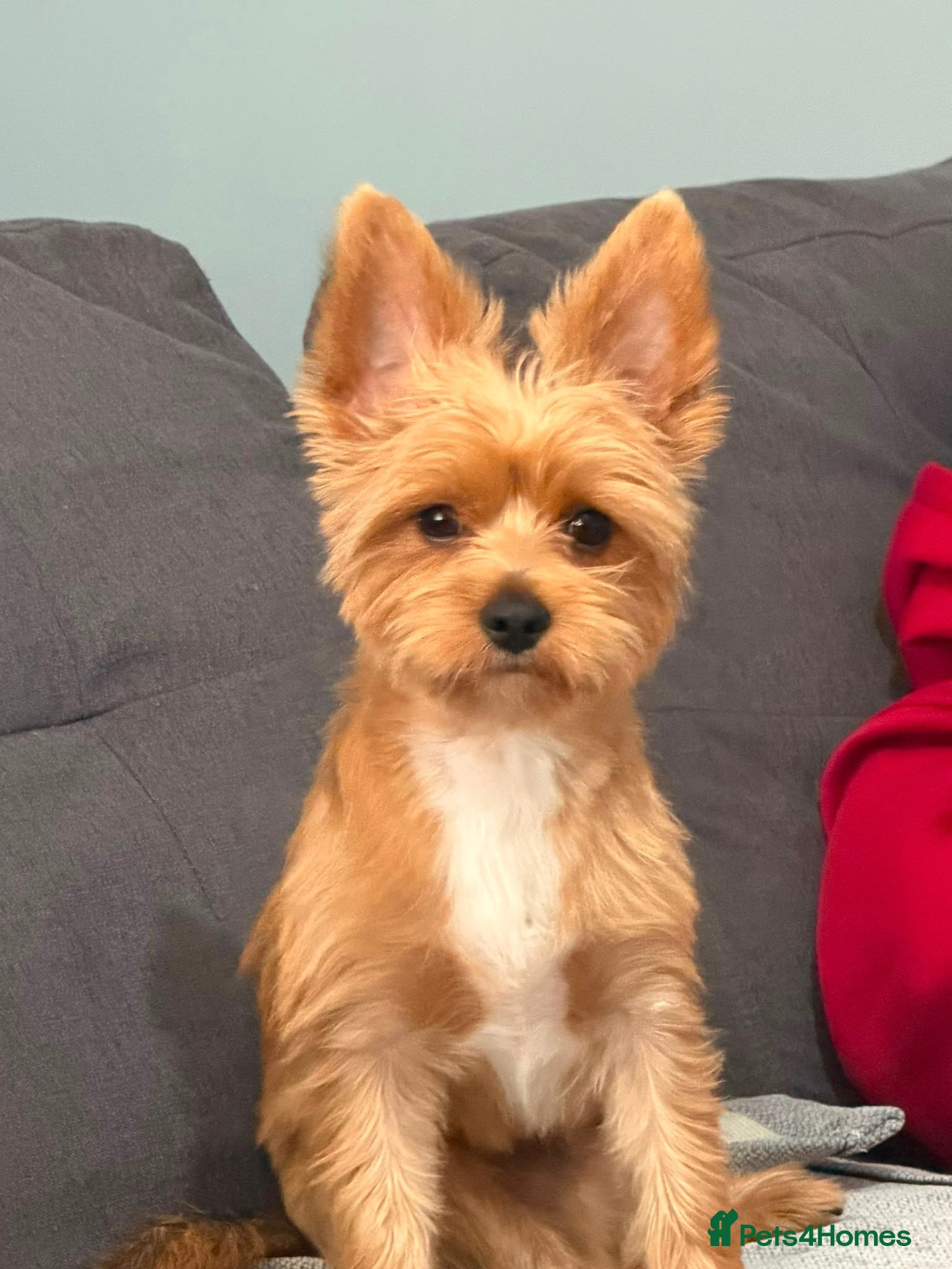 Yorkshire Terrier dogs  Yorkshire Terrier Puppy - Advert 1