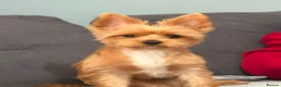 Yorkshire Terrier dogs for sale:  Yorkshire Terrier Puppy - Advert 1