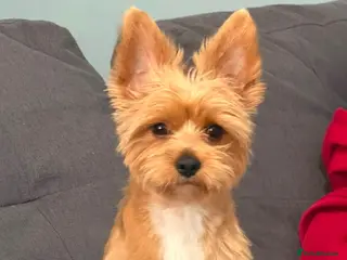 Yorkshire Terrier dogs Yorkshire Terrier Puppy - Advert 3