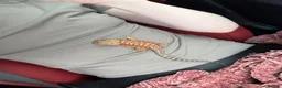 Bearded Dragon reptiles for sale: Bearded dragon and enclosure  - Advert 3