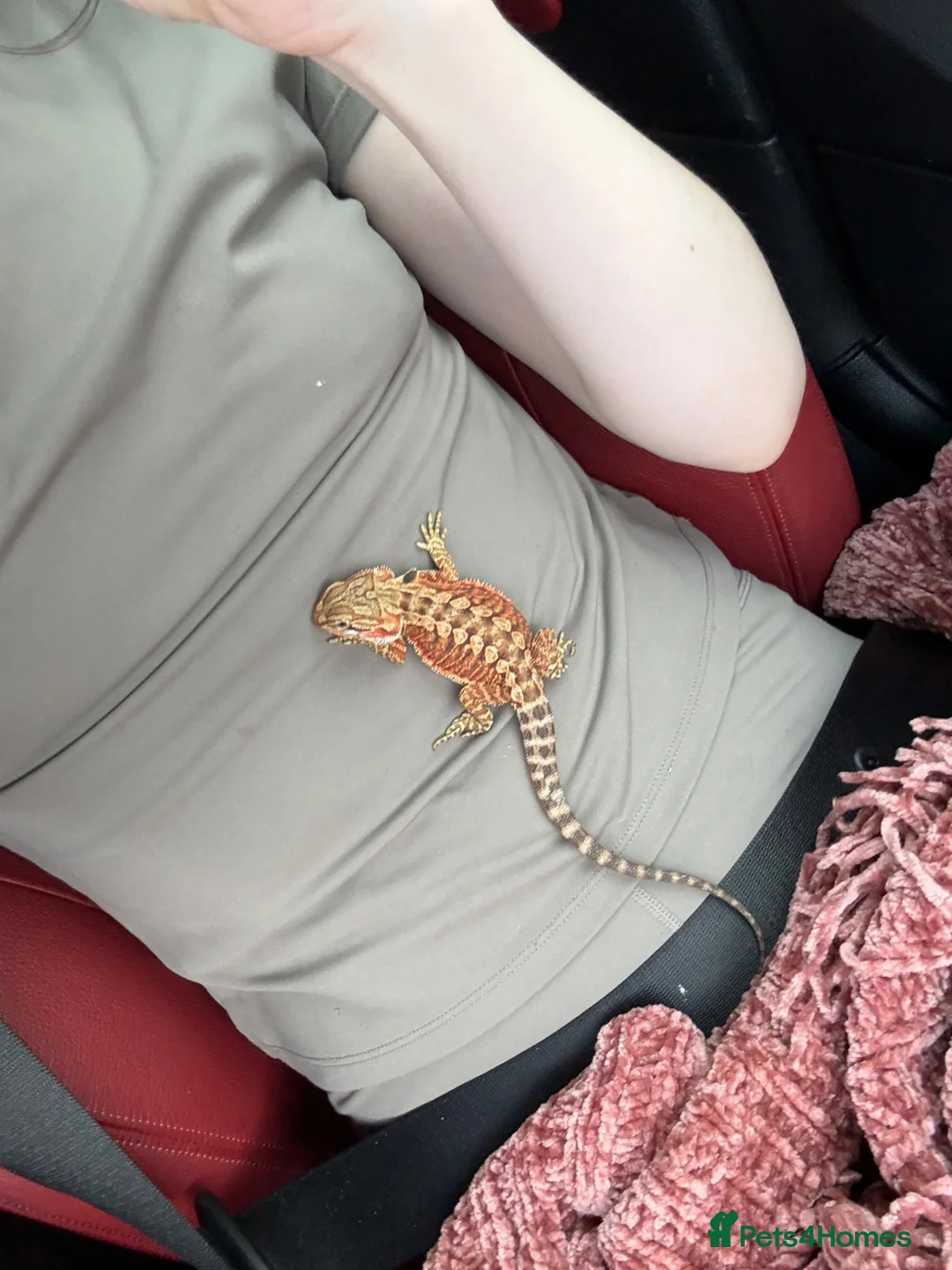 Bearded Dragon reptiles for sale: Bearded dragon and enclosure  - Advert 3