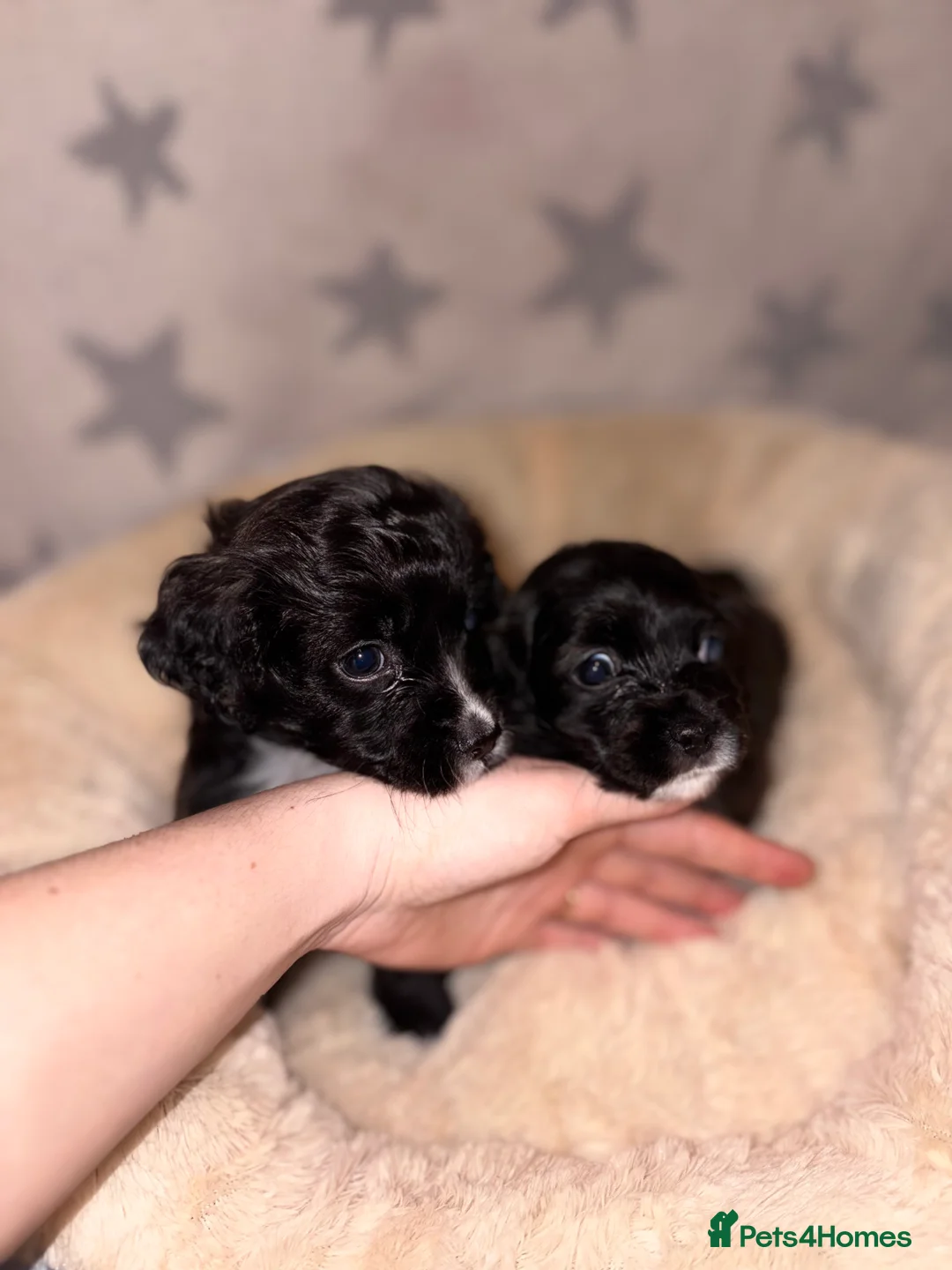 Maltipoo dogs for sale: Beautiful Maltipoo babies - Advert 2