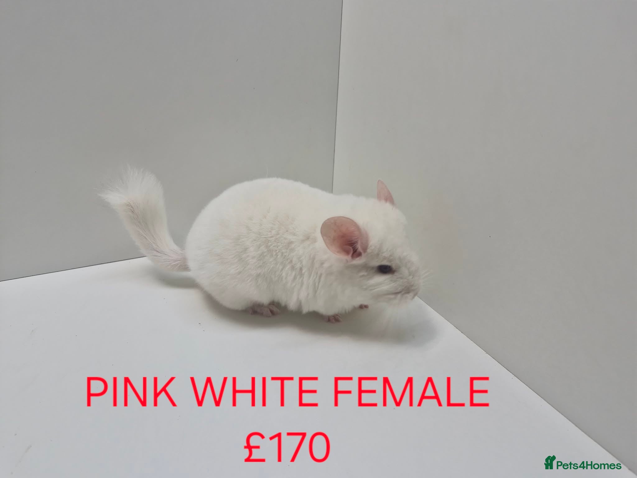 Chinchilla rodents STUNNING BABIES CHINCHILLA MIX COLOURS AND GENDER  - Advert 1