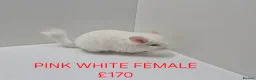 Chinchilla rodents for sale: STUNNING BABIES CHINCHILLA MIX COLOURS AND GENDER  in Sutton-in-Ashfield - Advert 9