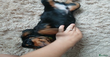 Dachshund dogs - Advert 9