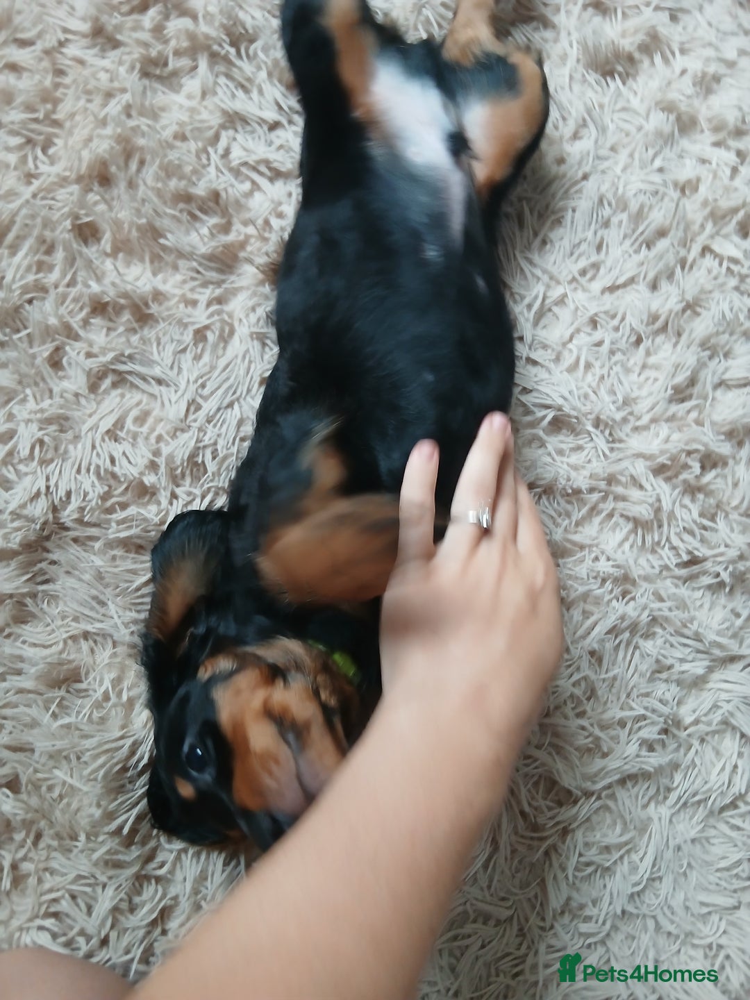 Dachshund dogs for sale: Last beautiful dachshund left. - Image 3