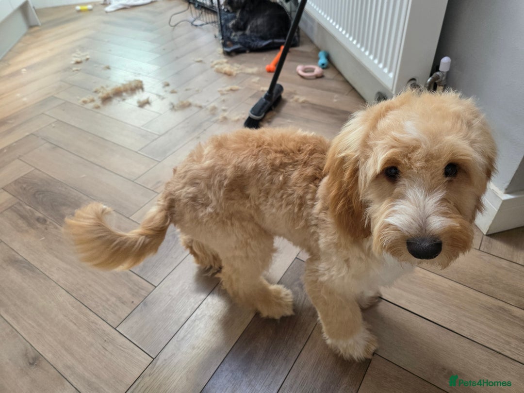 Cockapoo dogs for sale: 7 month old Benson  - Advert 4