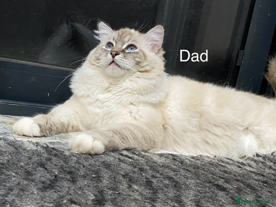 Ragdoll cats for sale: Attention🎈Rare Kitten  - Image 31