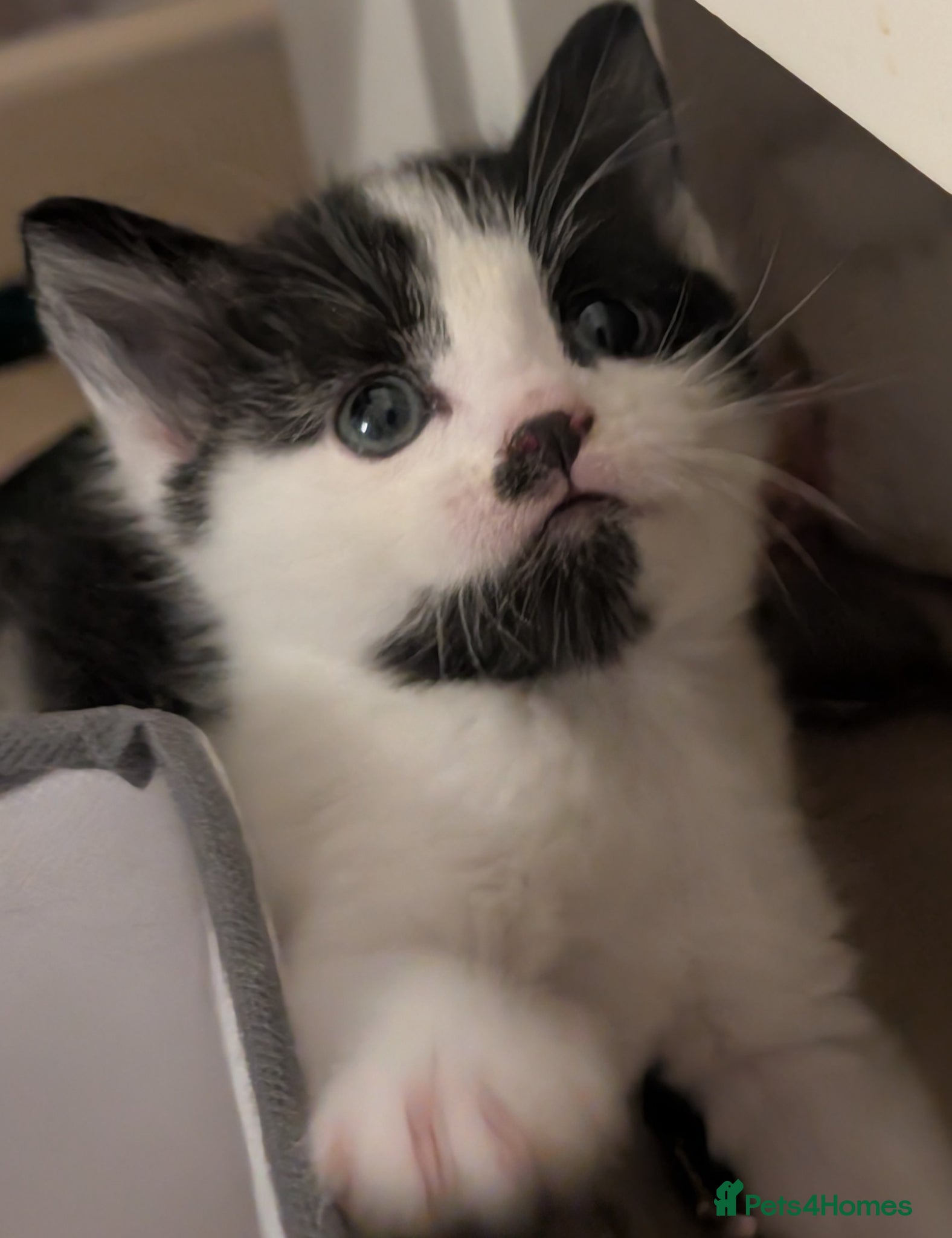 Domestic Shorthair cats 3 kittens left looking for their forever home ♥️ - Advert 21
