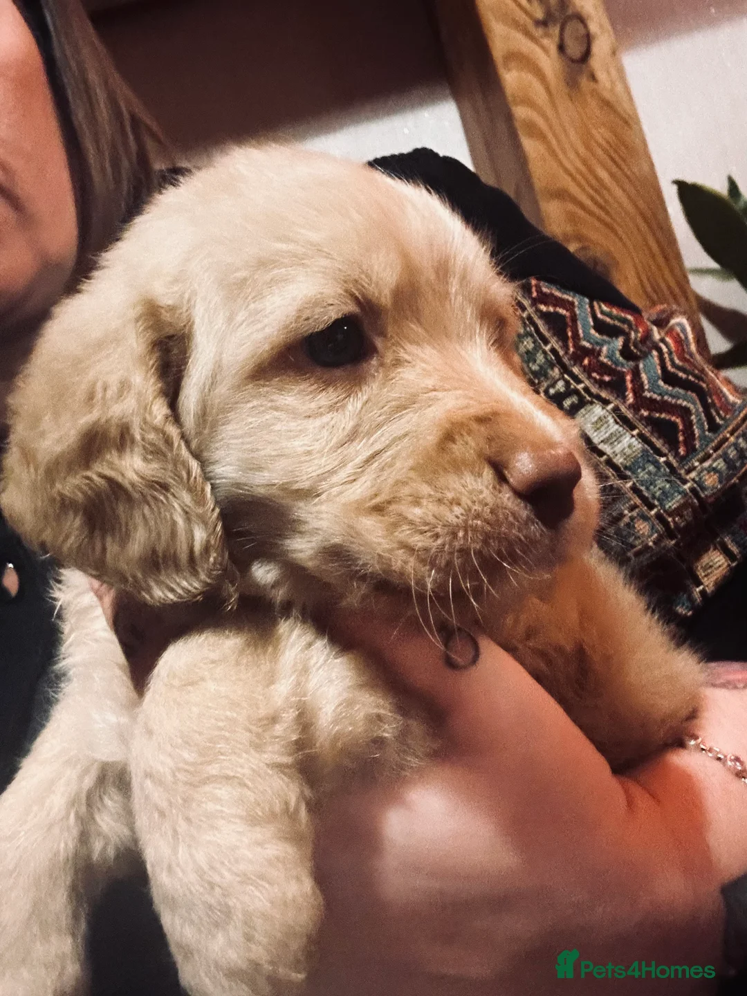 Mixed Breed dogs for sale: Labrador X Sproodle - Advert 8