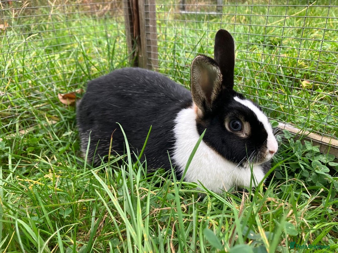Netherland Dwarf rabbits for sale: Female Netherland Dwarf, 2 years old, vaccinated - Advert 5