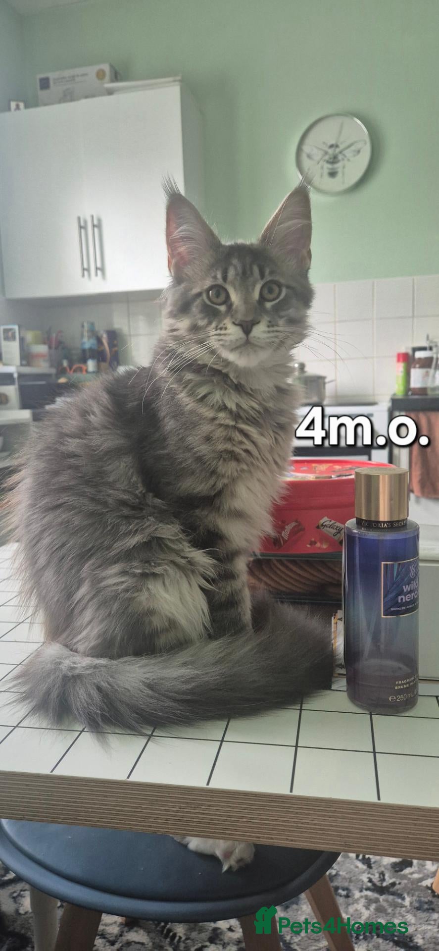 Maine Coon cats Maine Coon kittens AVAILABLE (Large) ready now - Advert 2