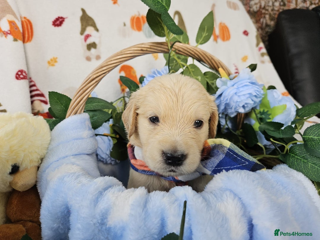 Golden Retriever dogs for sale: Gorgeous Golden Retriever Puppies (KC Reg Parents) - Advert 6