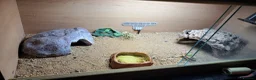 Gecko reptiles for sale: Beautiful Leopard geckos 3 available  in Sutton - Advert 4