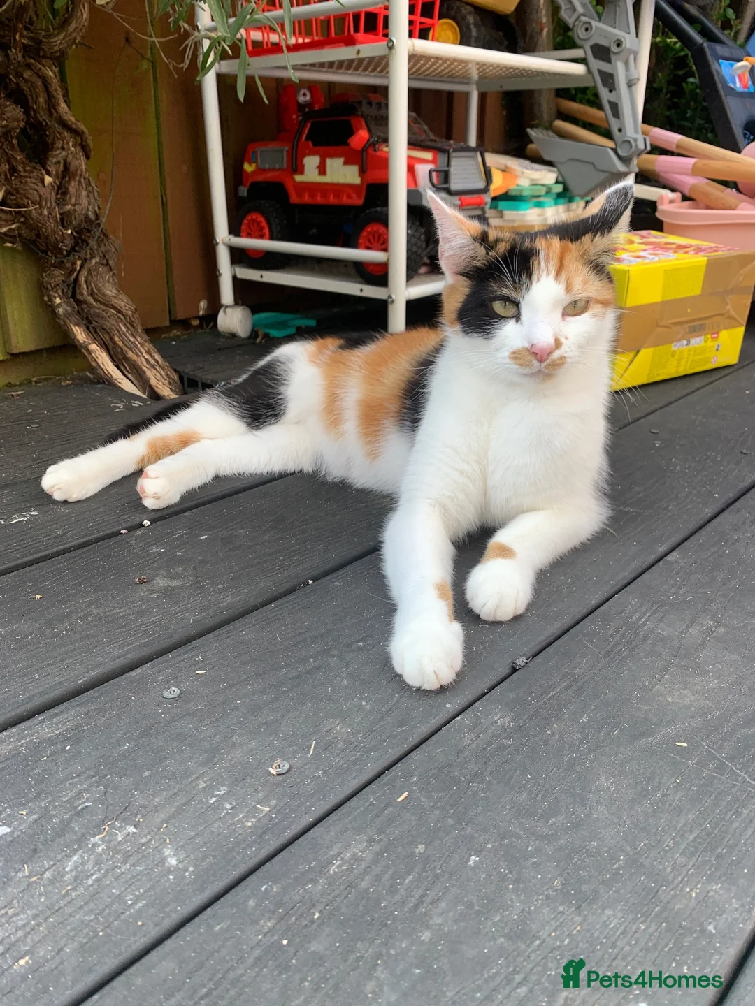 European cats for sale: three girl kittens and two boy kittens - Advert 1