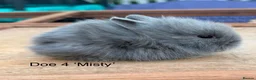 Lionhead rabbits for sale: Pure Bred Double Mane Lionhead Bunnies  in Nuneaton - Advert 10