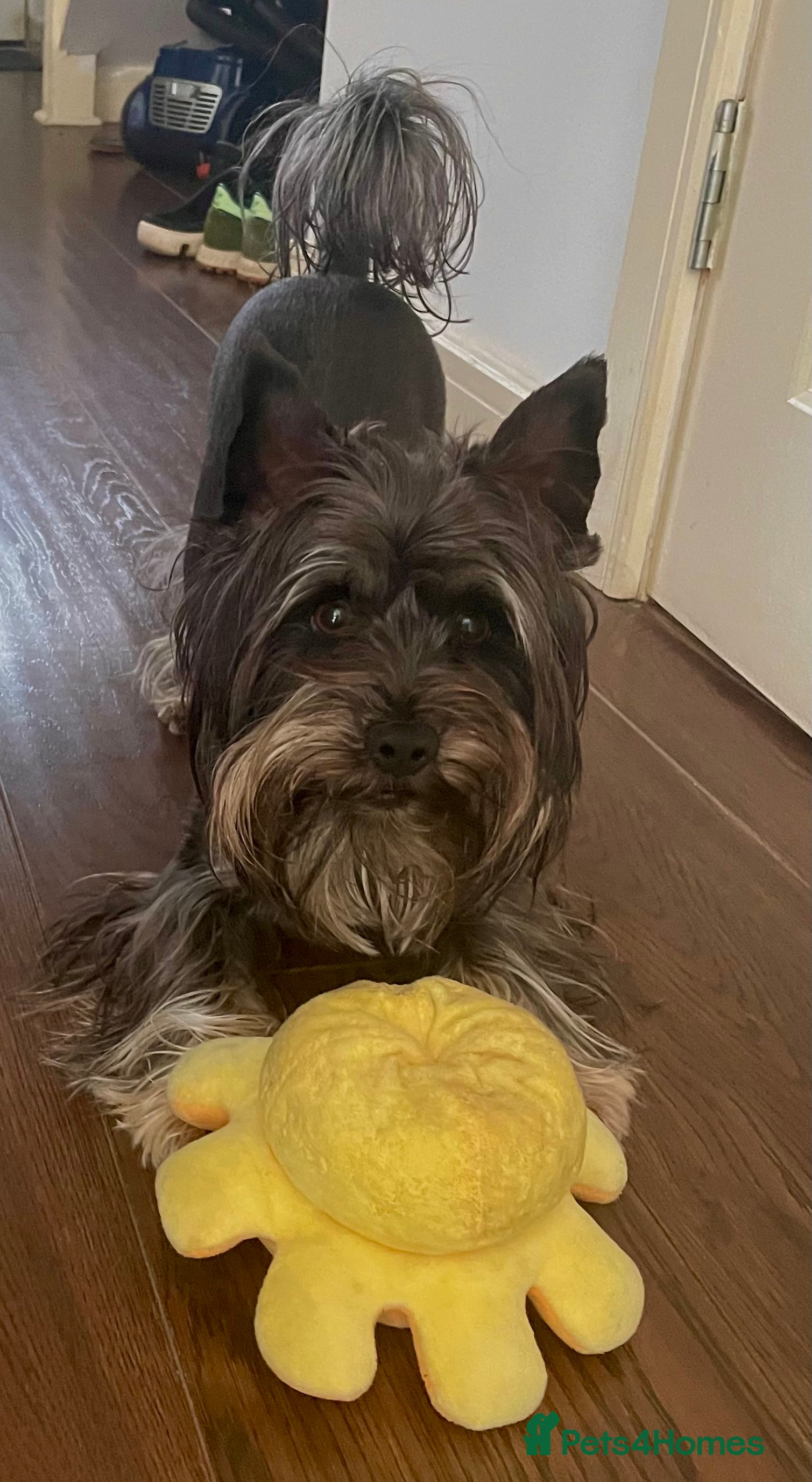 Yorkshire Terrier dogs Black yorkie for stud in Merthyr Tydfil - Advert 1